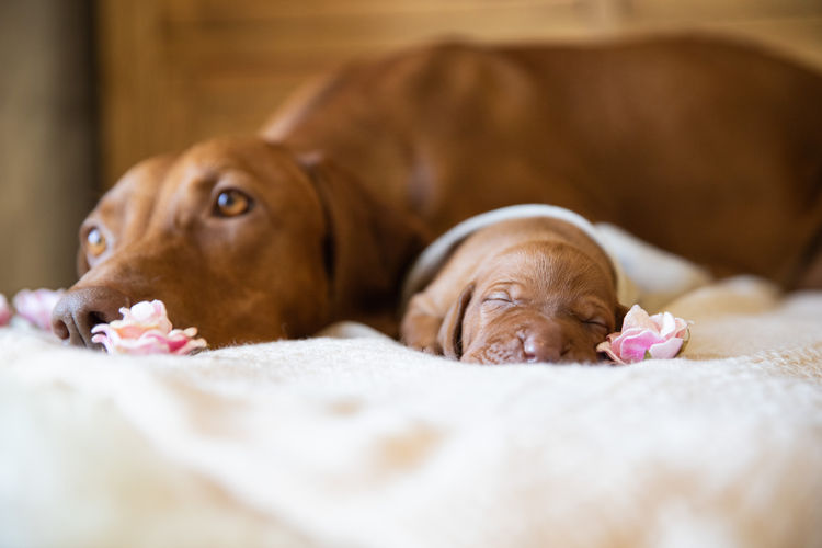 Batorok Hungarian Vizslas