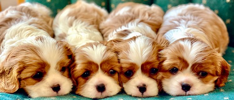 Avintara Cavalier King Charles Spaniels