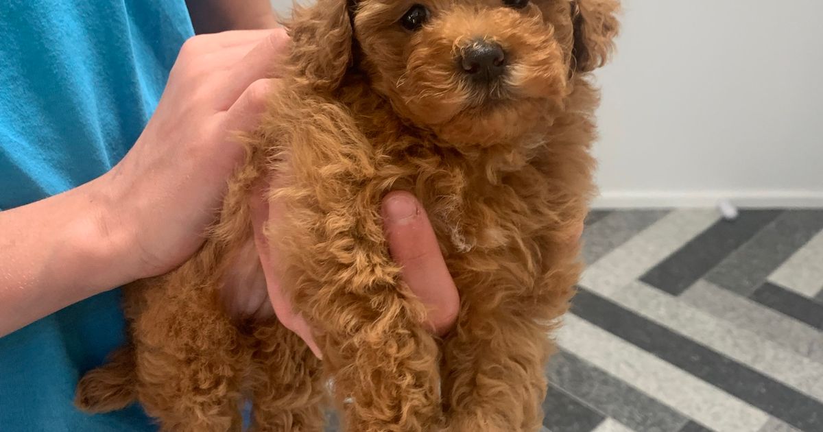 Newcastle Toy Poodles, responsible breeder in New South Wales RightPaw