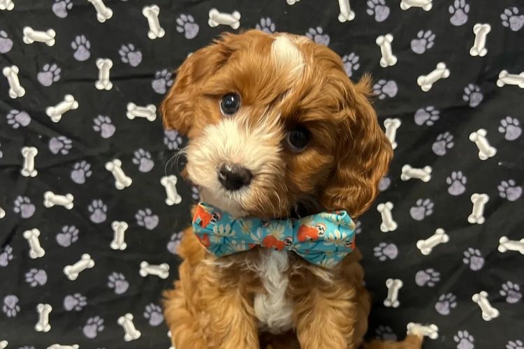 Montys Cavoodles