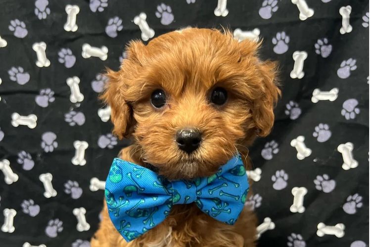 Montys Cavoodles