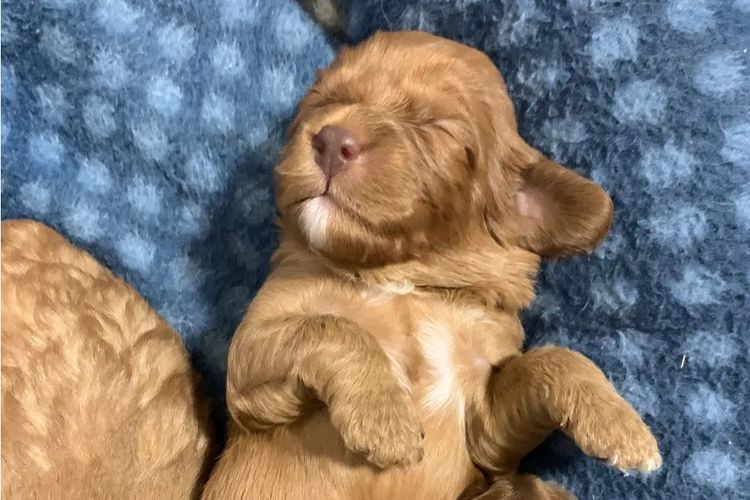 Montys Cavoodles