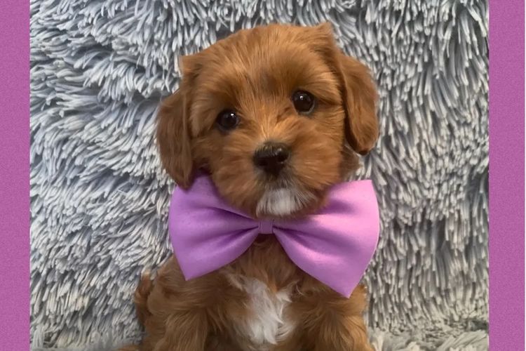 Montys Cavoodles