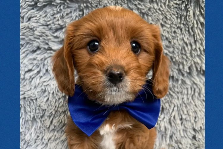 Montys Cavoodles