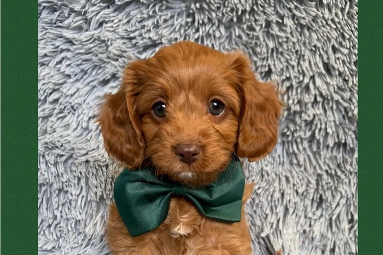 Montys Cavoodles