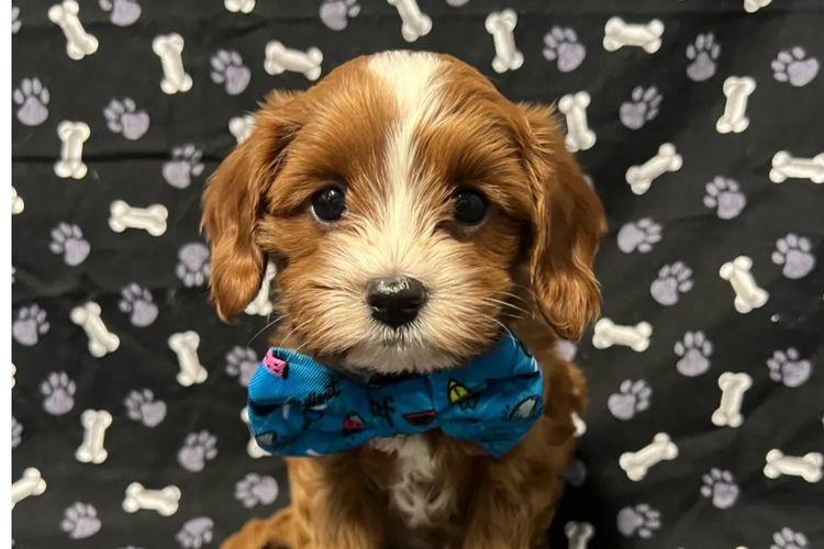 Montys Cavoodles