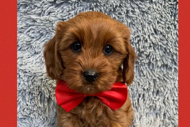 Montys Cavoodles