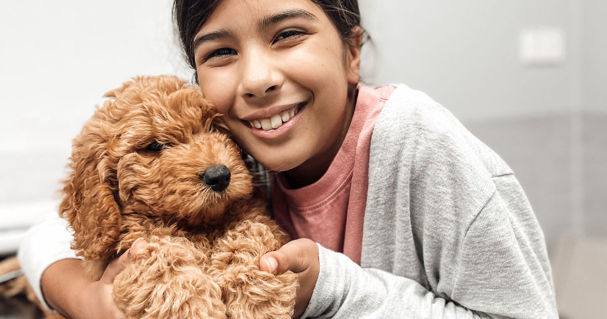 Umina Beach Groodles, responsible breeder in New South Wales RightPaw