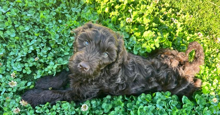 Inja AUSTRALIAN Labradoodles - Multigen  - WALA