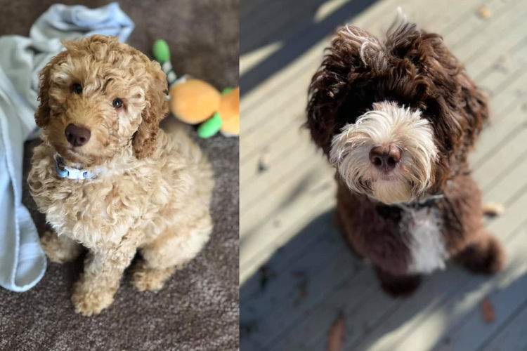 Inja AUSTRALIAN Labradoodles - Multigen  - WALA