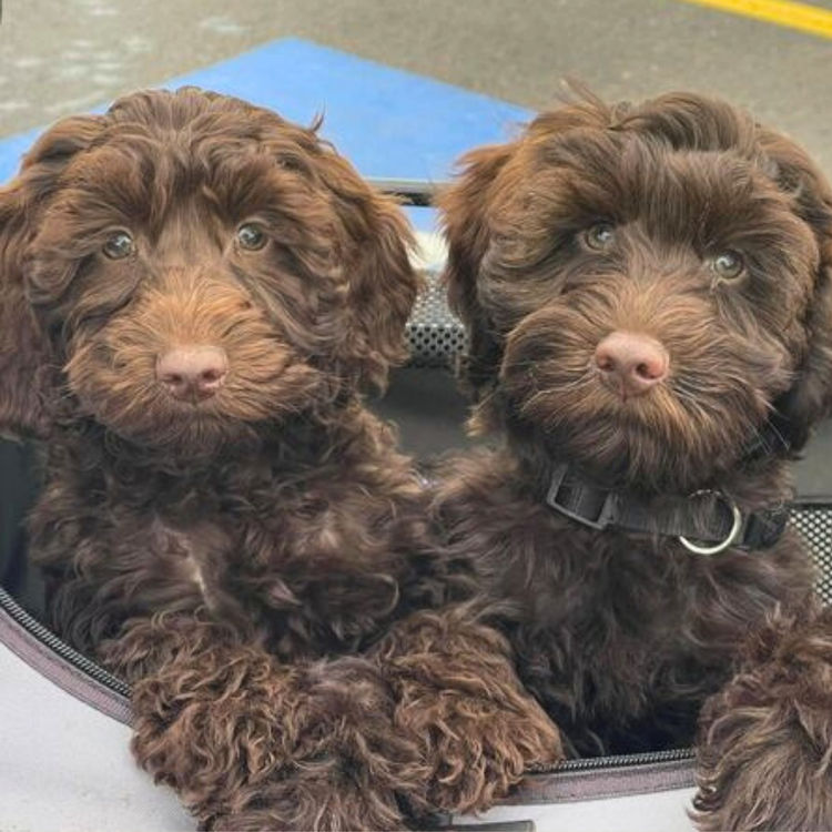 Inja AUSTRALIAN Labradoodles - Multigen  - WALA