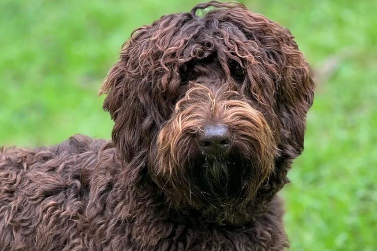 Inja AUSTRALIAN Labradoodles - Multigen  - WALA
