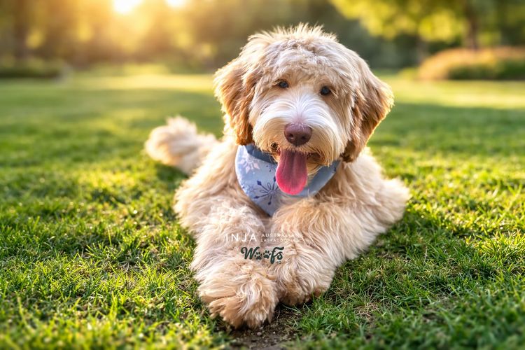 Inja AUSTRALIAN Labradoodles - Multigen  - WALA