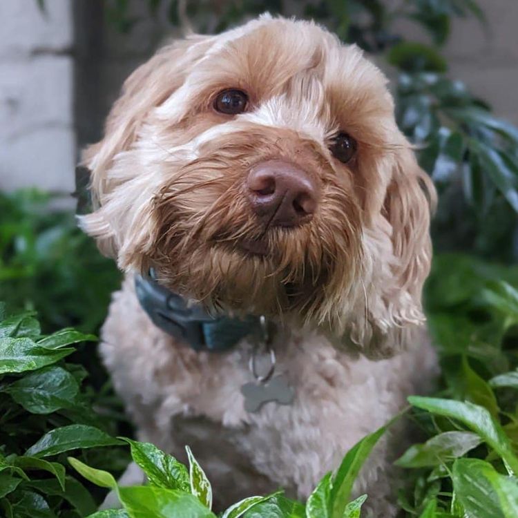 Inja AUSTRALIAN Labradoodles - Multigen  - WALA