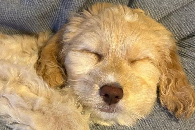 Inja AUSTRALIAN Labradoodles - Multigen  - WALA