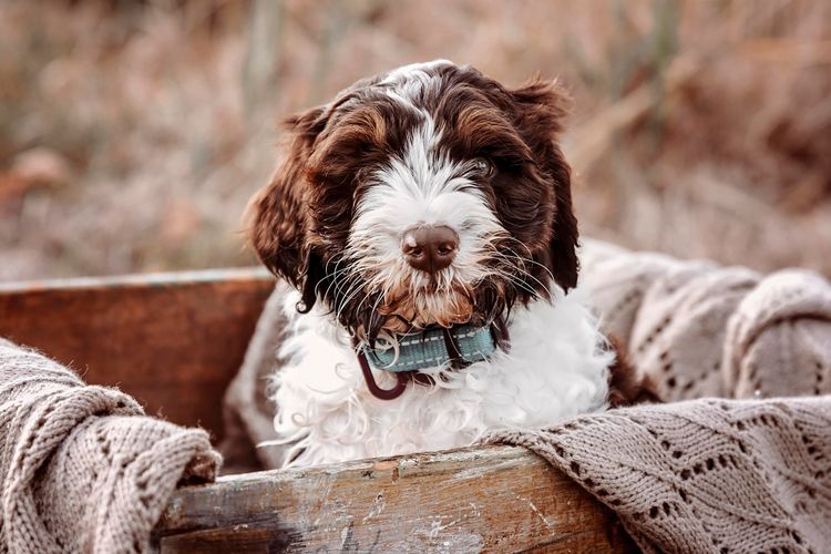 Greenbah Labradoodles