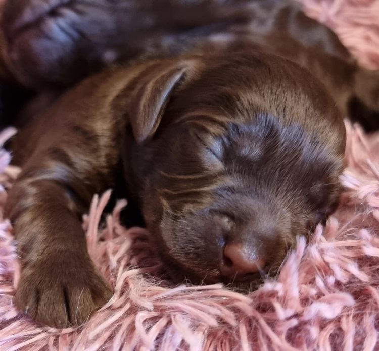 Greenbah Labradoodles