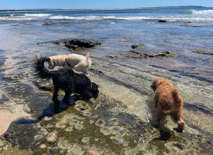 Northern Beaches Groodles