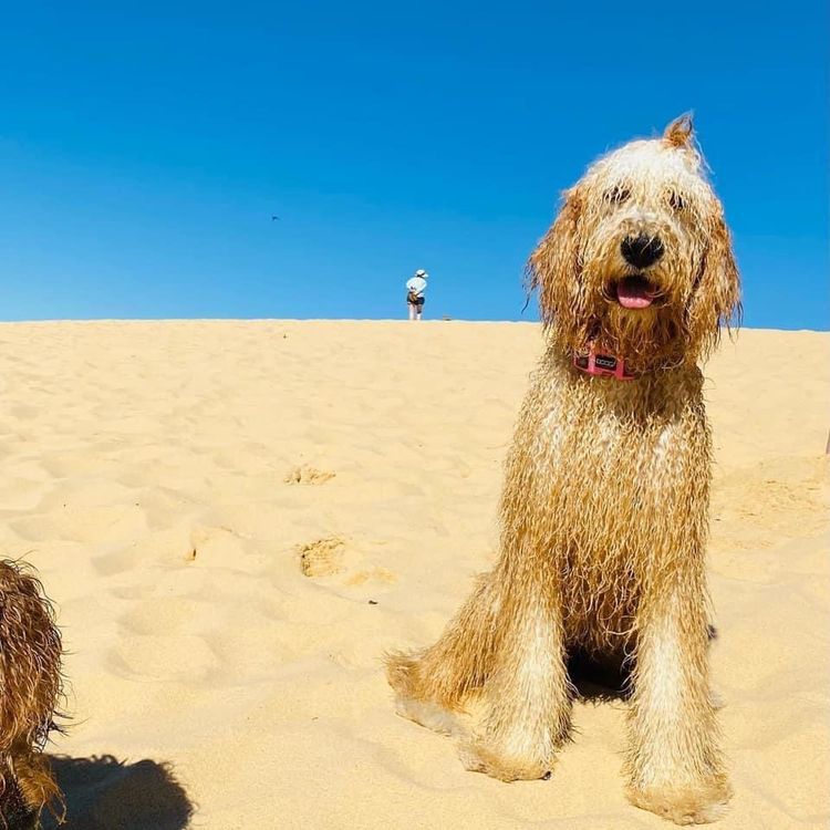 Northern Beaches Groodles