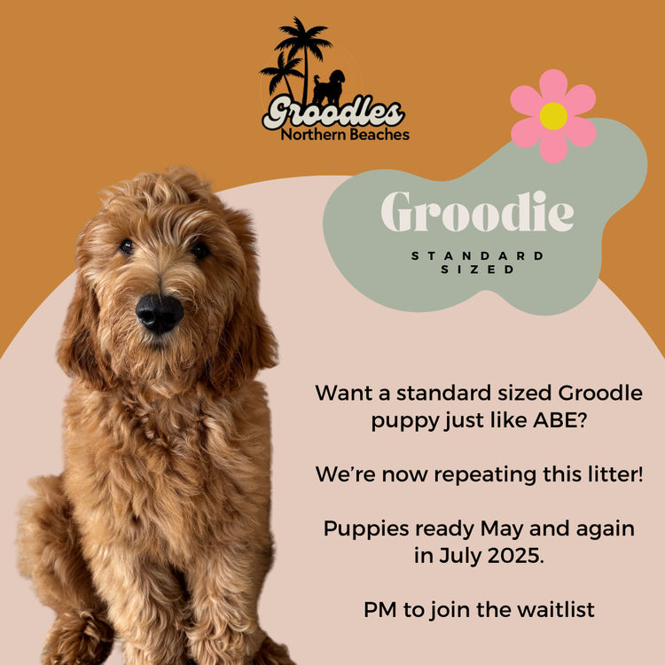 Northern Beaches Groodles