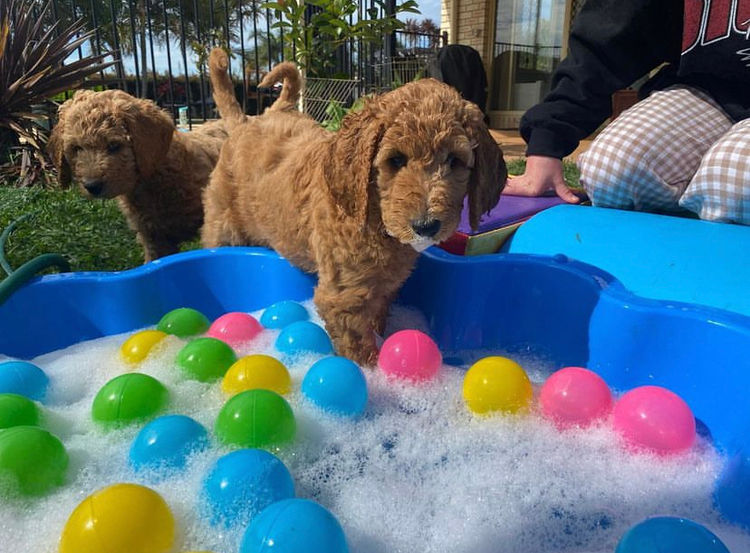 Northern Beaches Groodles