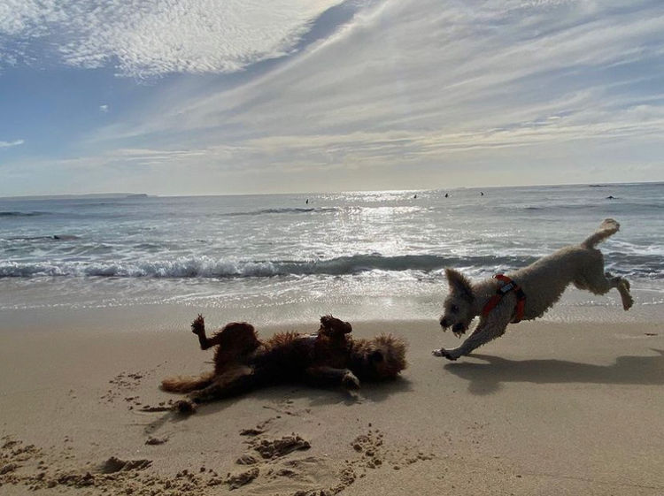 Northern Beaches Groodles