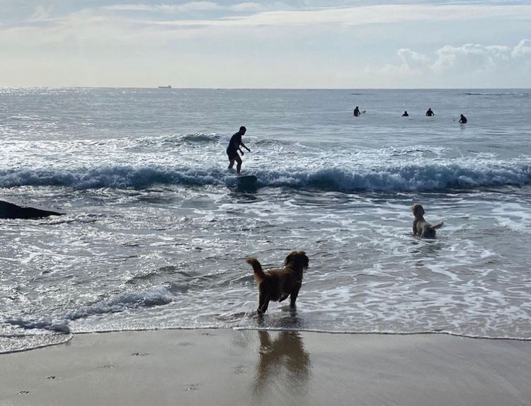 Northern Beaches Groodles