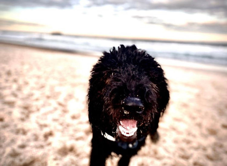 Northern Beaches Groodles