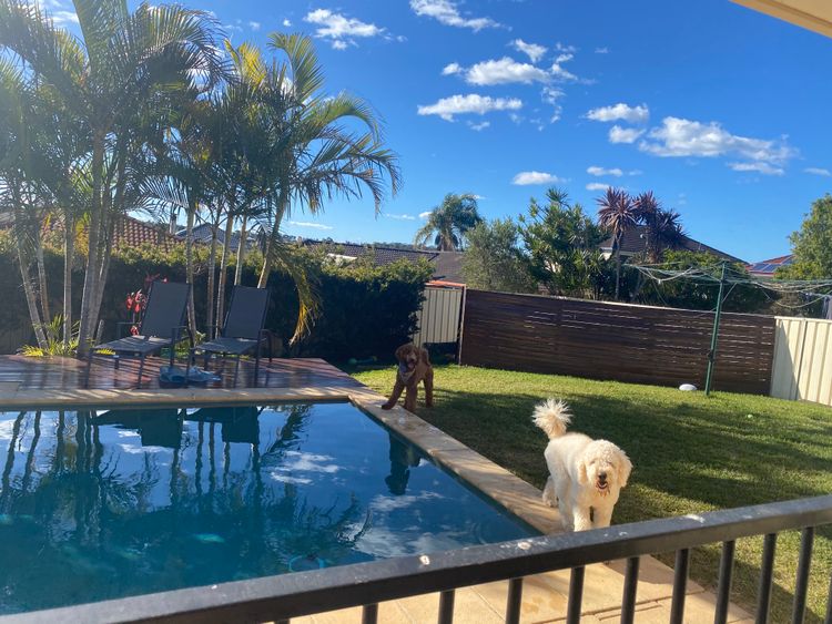 Northern Beaches Groodles