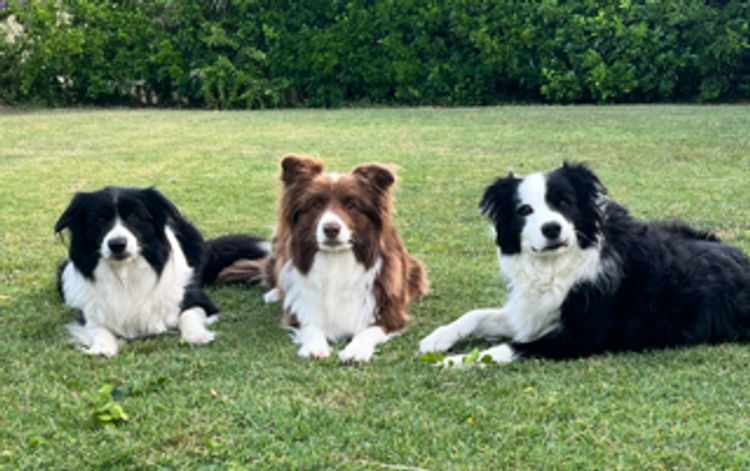 Alleeway Border Collies
