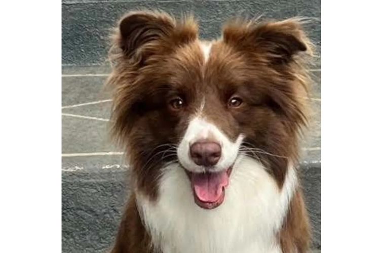 Alleeway Border Collies
