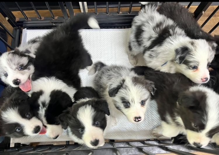 Alleeway Border Collies