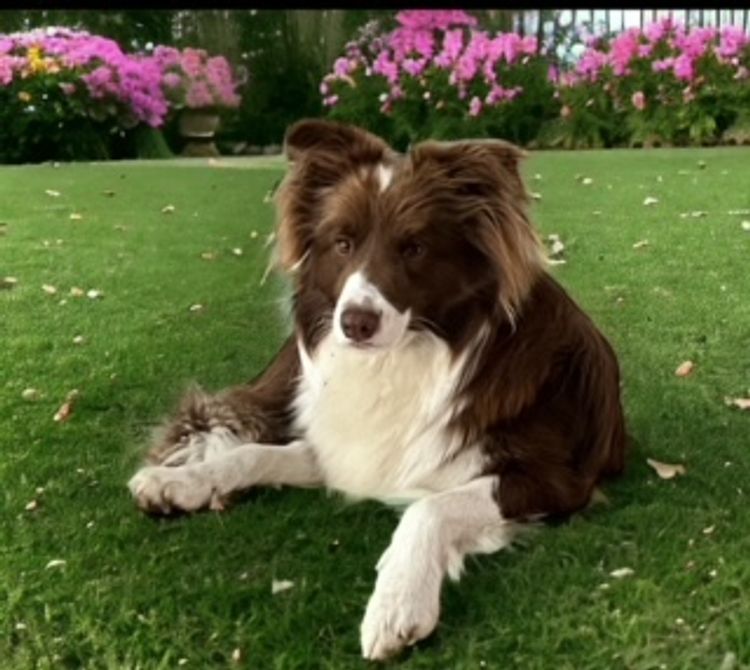 Alleeway Border Collies