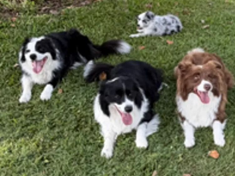 Alleeway Border Collies