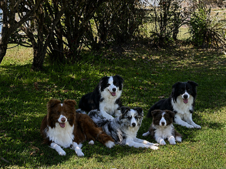 Alleeway Border Collies