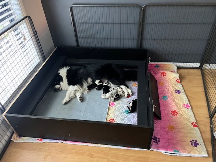 Alleeway Border Collies