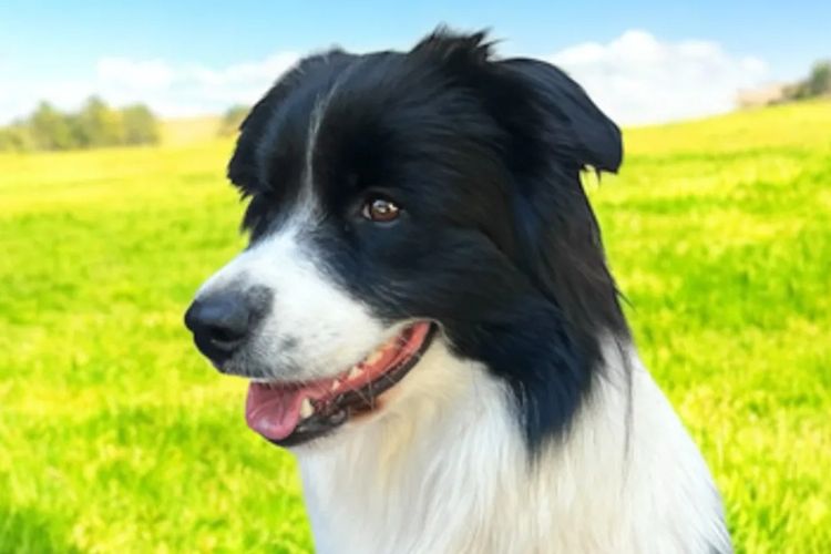 Alleeway Border Collies