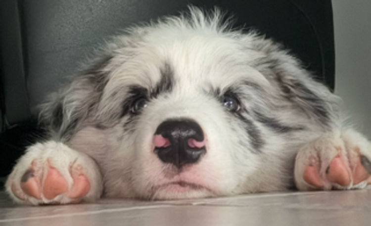 Alleeway Border Collies