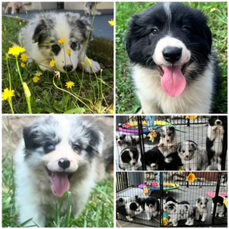 Alleeway Border Collies