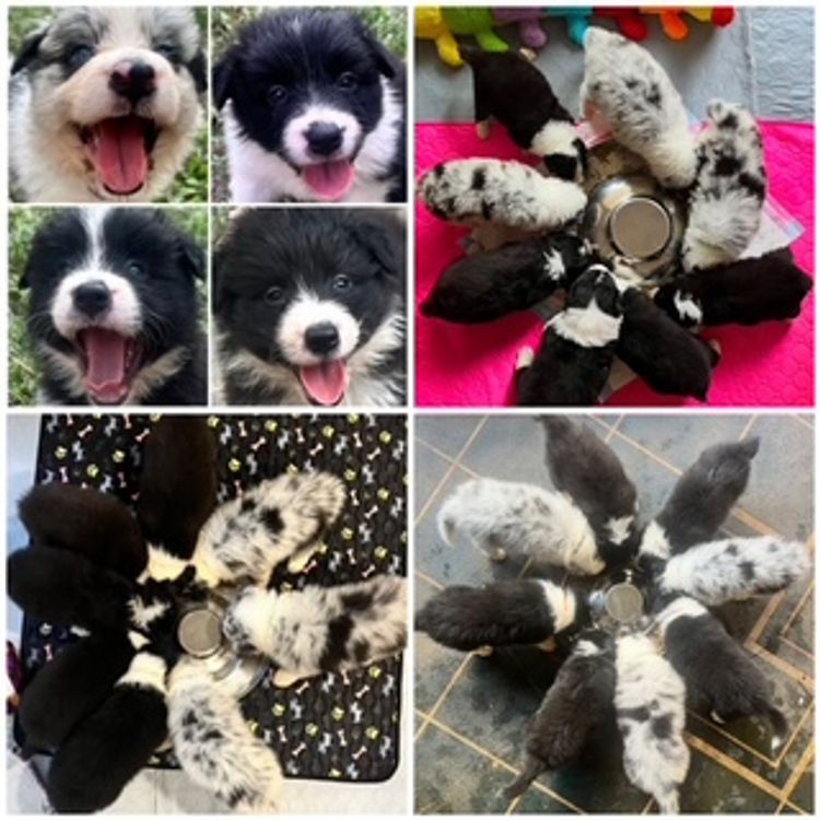 Alleeway Border Collies