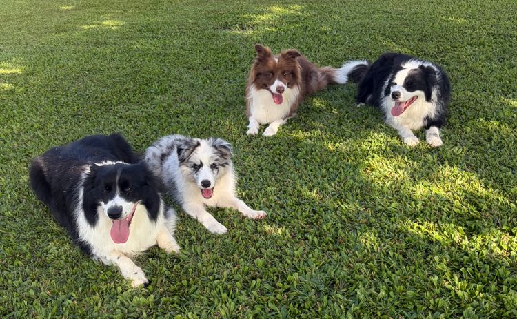 Alleeway Border Collies