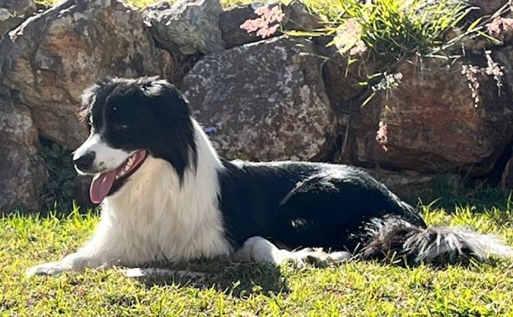 Alleeway Border Collies