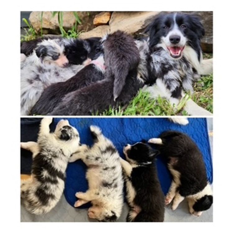 Alleeway Border Collies