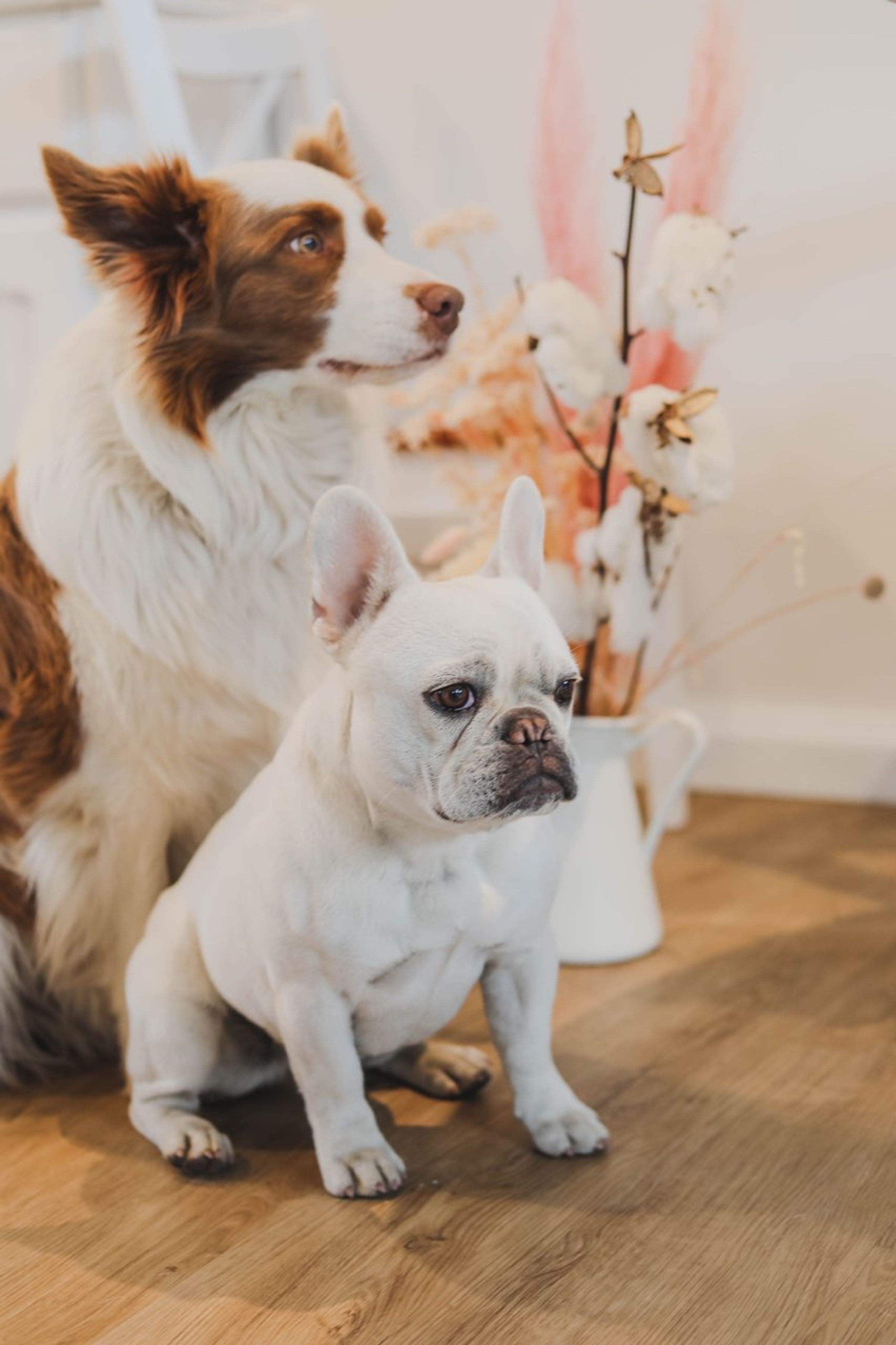 are french bulldogs better in pairs