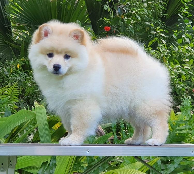 Fyreburst Spitz (German Spitz)