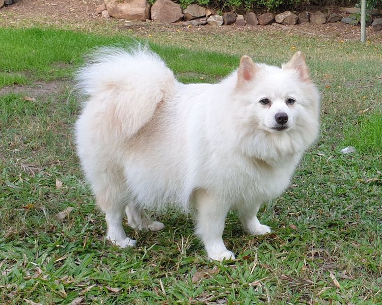 Fyreburst Spitz (German Spitz)