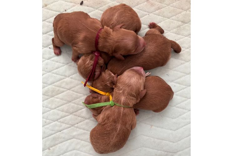 Cutie Patootie Cavoodles/Theodores (SUTREY KENNELS)