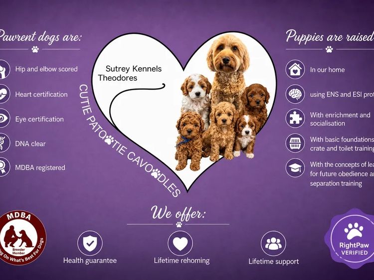 Cutie Patootie Cavoodles/Theodores (SUTREY KENNELS)