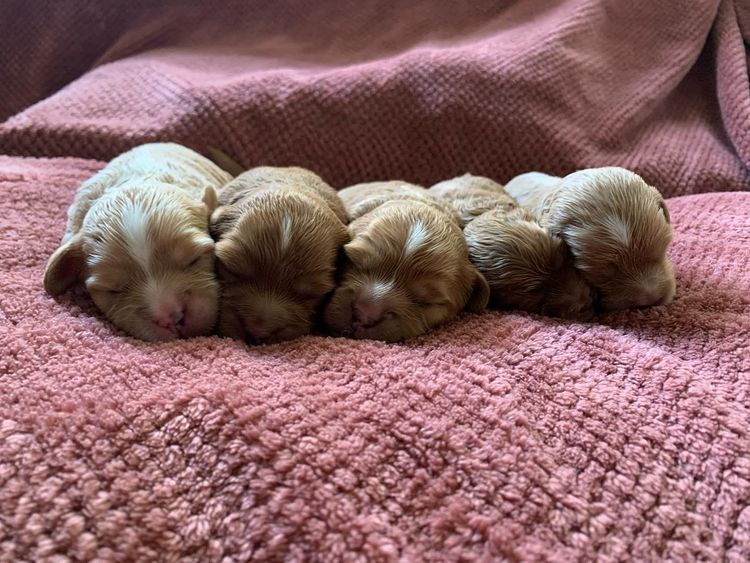 Cutie Patootie Cavoodles/Theodores (SUTREY KENNELS)
