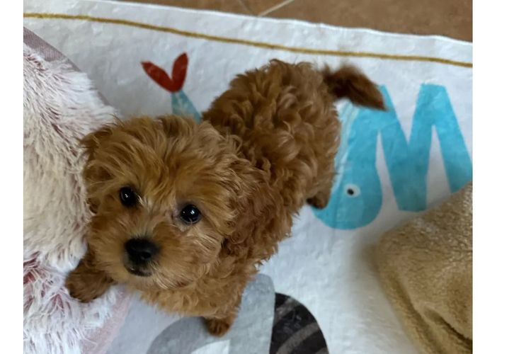 Cutie Patootie Cavoodles/Theodores (SUTREY KENNELS)